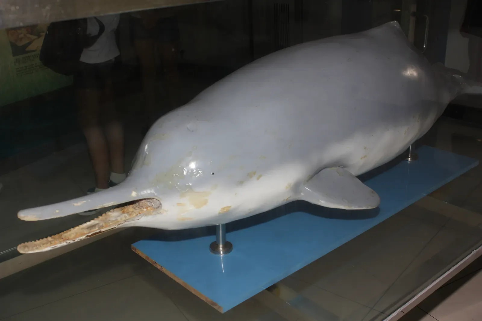 #5 - The Dolphin Declared Extinct, Then Filmed Breaching Months Later (By Huangdan2060, CC BY 3.0)