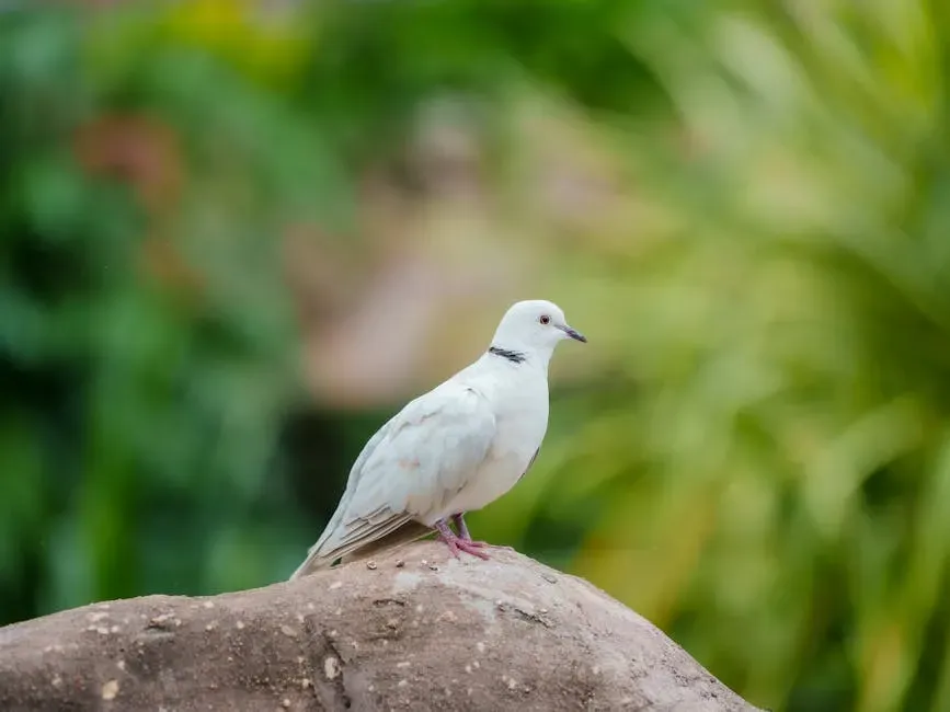 Taurus – The Dove (Image Credits: Pexels)