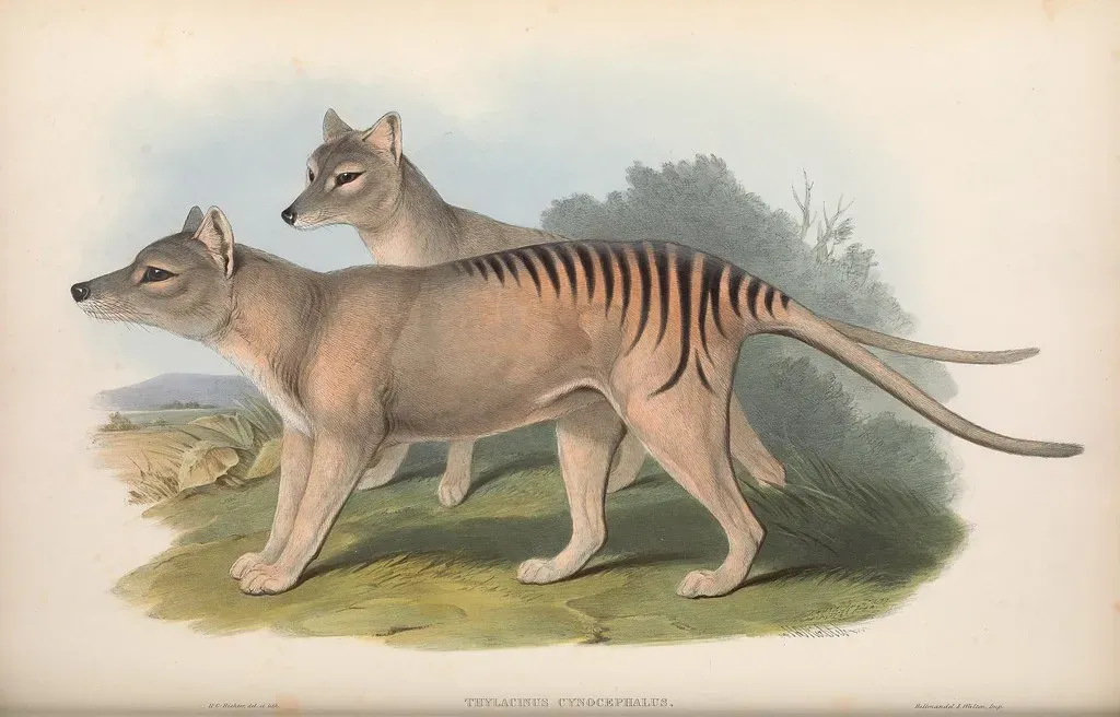 4. Thylacine and Gray Wolf: A Marsupial “Wolf” from the Other Side of the World (Image Credits: Flickr)