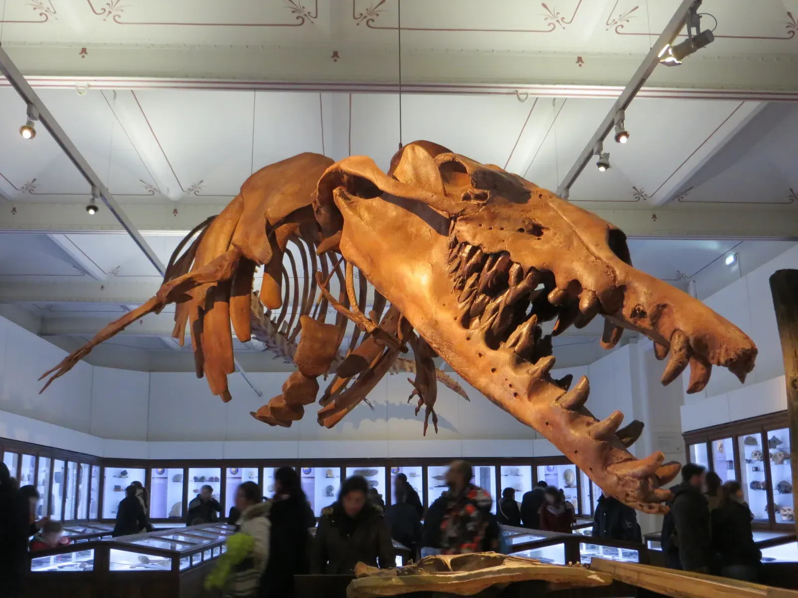 #7 - Basilosaurus: The Whale Everyone Mistook for a Sea Serpent (By Asmoth, CC BY-SA 4.0)