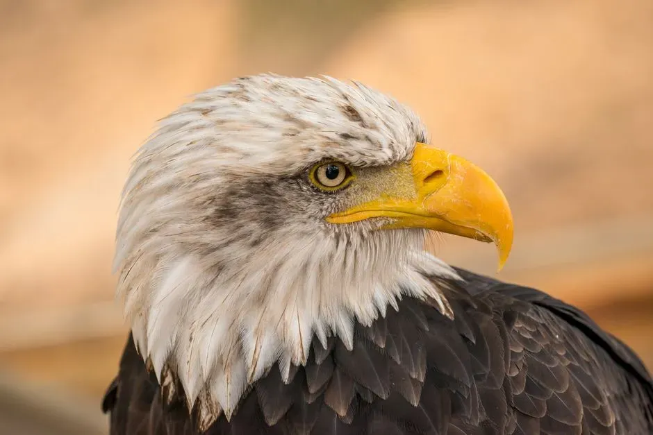 Aquarius Moon – The Visionary Eagle (Image Credits: Pexels)