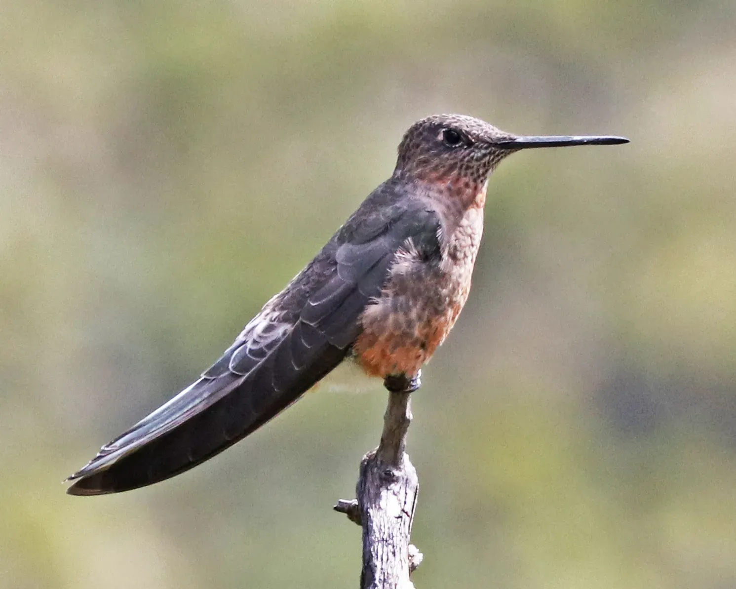 #11 - The World's Biggest Hummingbird Turned Out to Be Two Birds (By Joseph C Boone, CC BY-SA 4.0)
