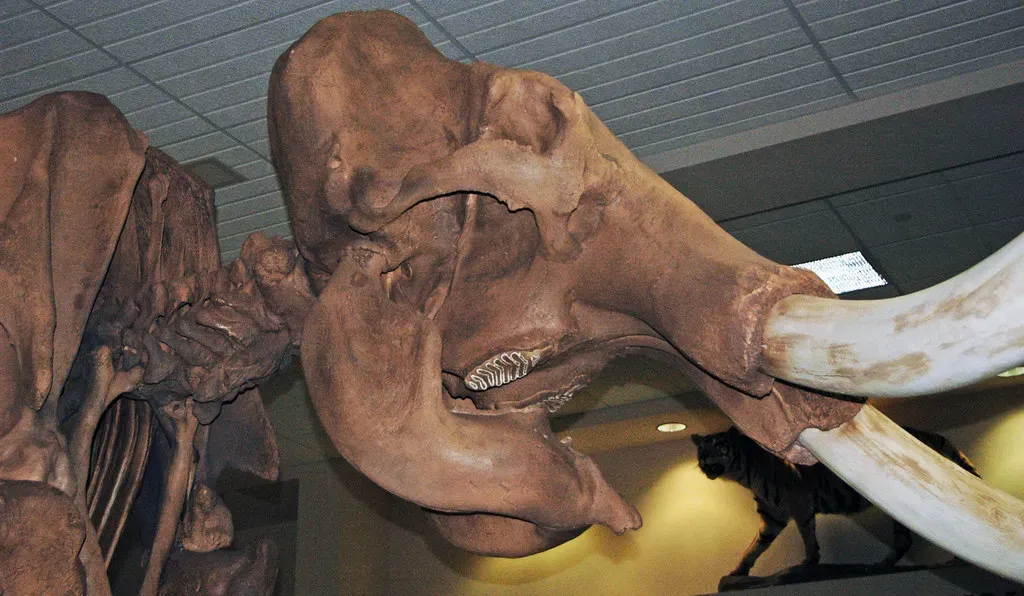 #4 - The Strange Hump on Its Head and Back (James St. John, Flickr, CC BY 2.0)