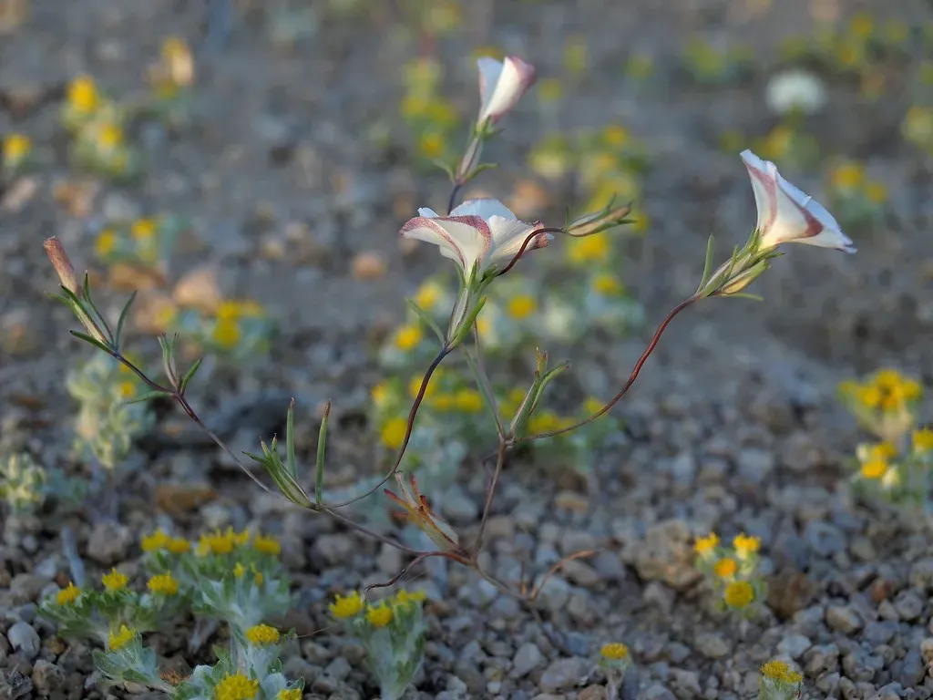 #11 Early Flowering Annuals: First Splashes of Colour and Pollinator Fuel (Jim Morefield, Flickr, CC BY-SA 2.0)