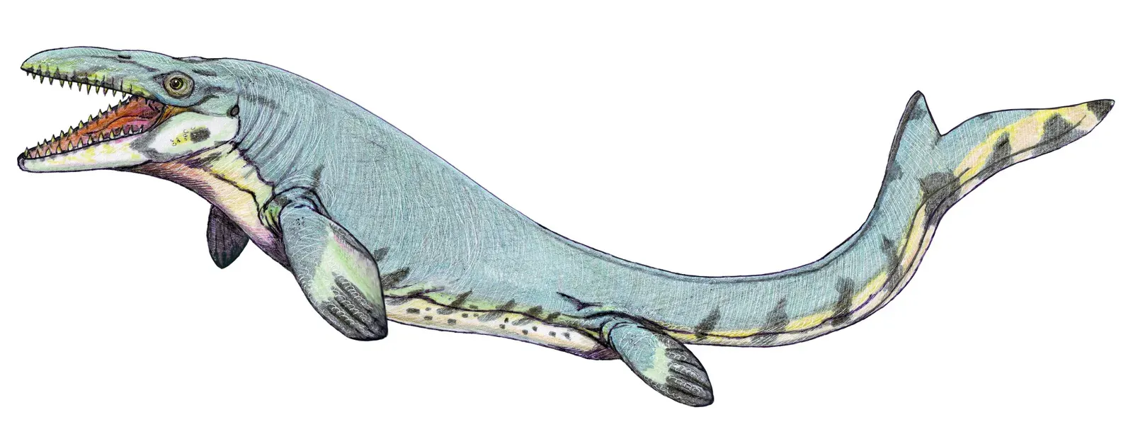 Mosasaurus: The Ultimate Late Cretaceous Predator (Image Credits: Wikimedia)