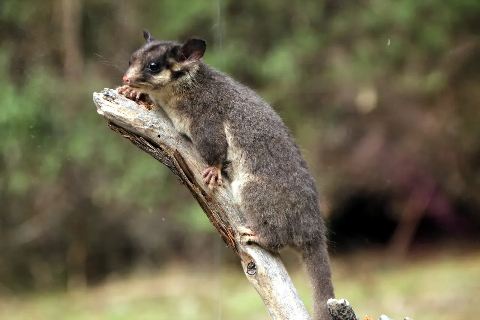 #10 - Leadbeater's Possum: Australia's "Extinct" Mascot (By Tirin (www.takver.com), CC BY-SA 3.0)