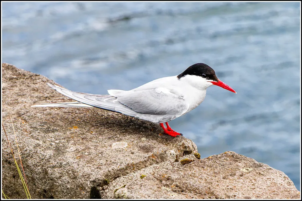Sagittarius – The Wandering Albatross’s Cousin: The Arctic Tern (Smudge 9000, Flickr, CC BY-SA 2.0)