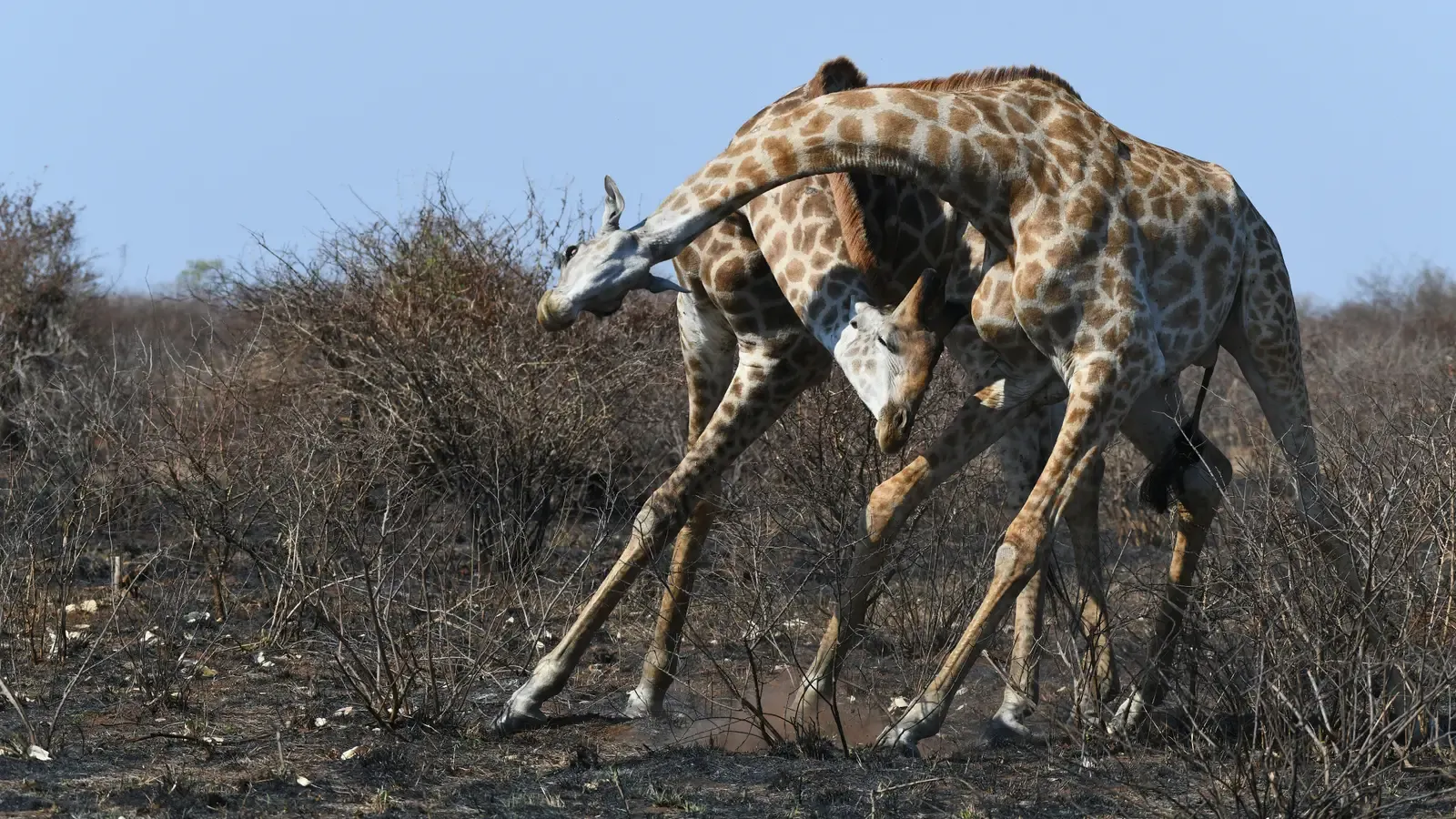 Necking Battles: When Height Becomes A Weapon (Let the Battle Commence., CC BY 2.0)