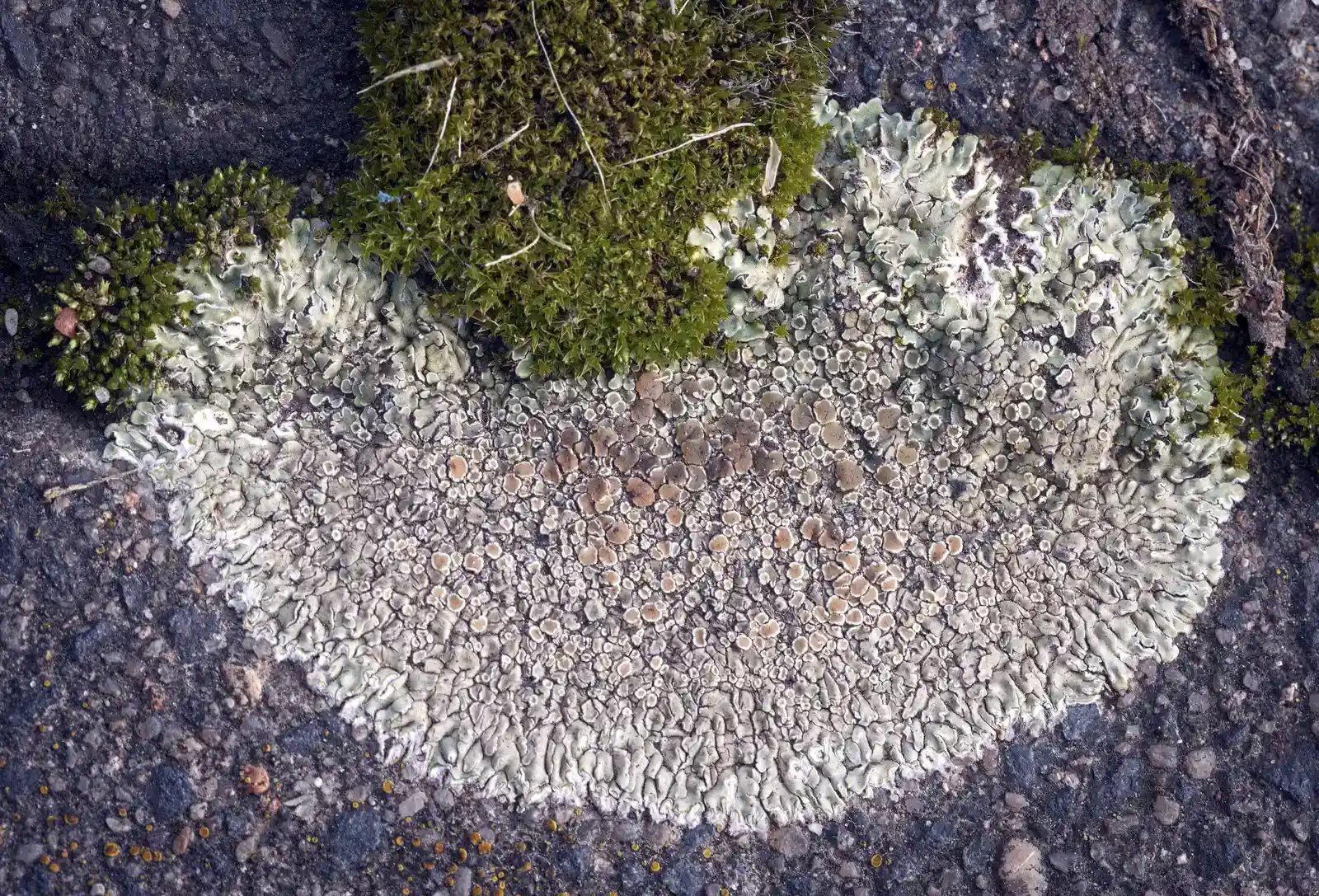 #11 Fungi and Mushrooms: Decay in the Joints (Lichen vs moss, CC BY-SA 2.0)