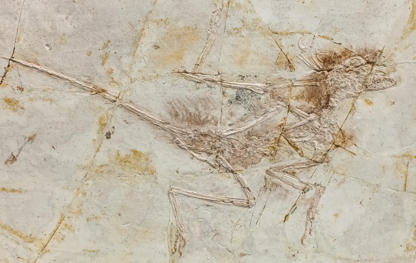 Feathered Hunters That Ate… Almost Everything (By Tiouraren (Y.-C. Tsai), CC BY-SA 4.0)