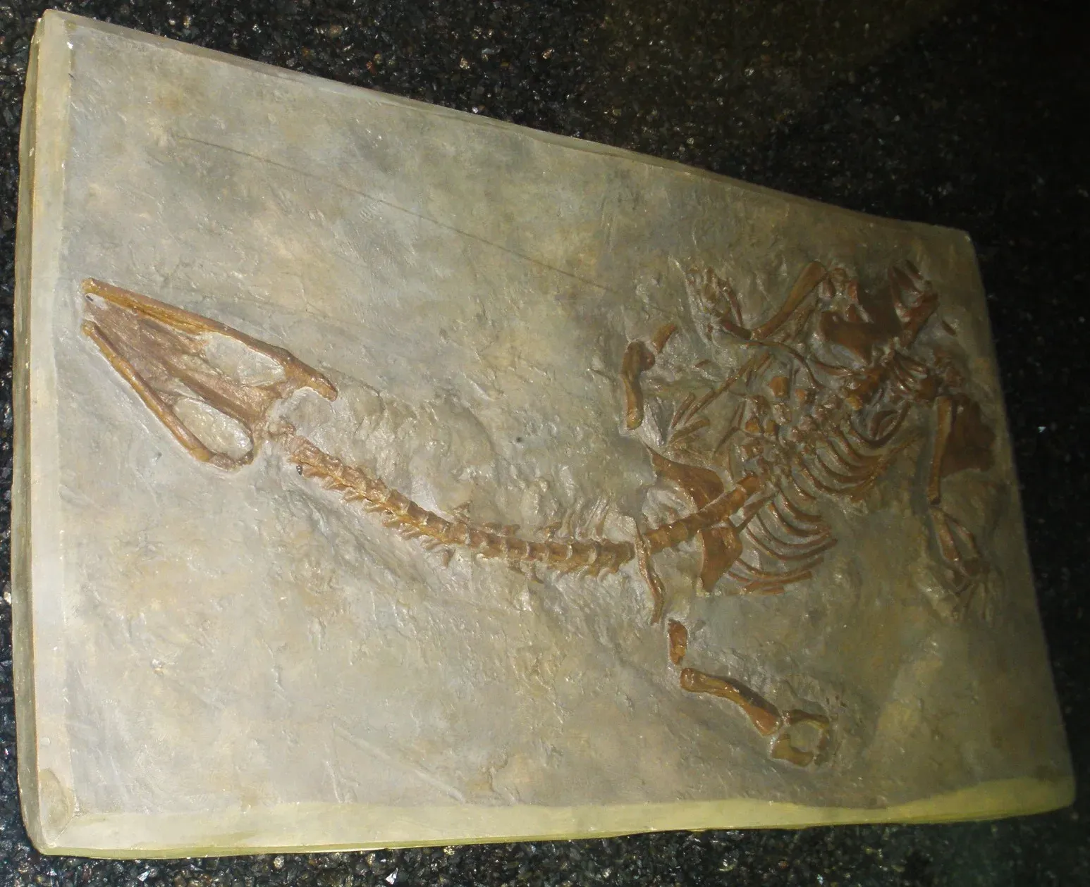 #12 - Nothosaurus, the Half-Formed Sea Reptile (By Ghedoghedo, CC BY-SA 3.0)