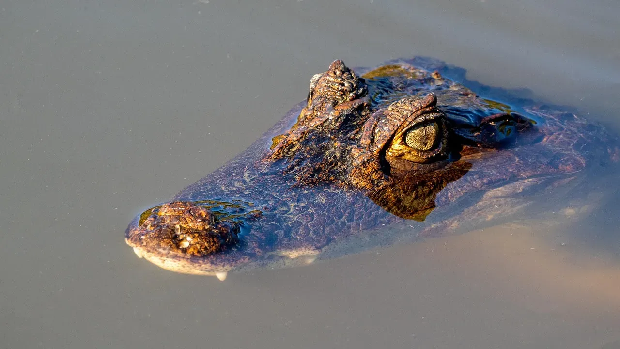 2. You Prefer Strategy Over Speed, Like a Crocodile (Capricorn, Scorpio) (Image Credits: Pixabay)