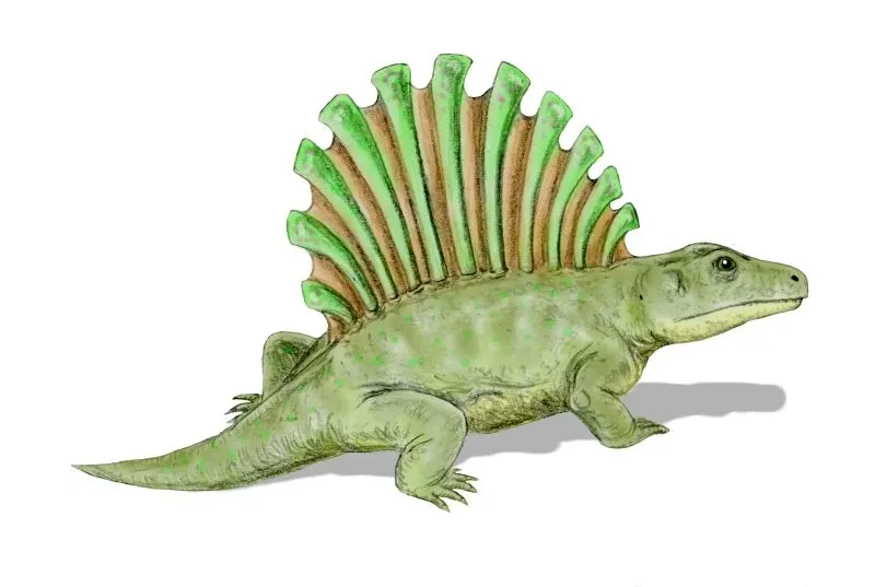 9. Platyhystrix: The Spiky‑Sailed Amphibian of the High Desert (By Nobu Tamura (http://spinops.blogspot.com), CC BY 2.5)