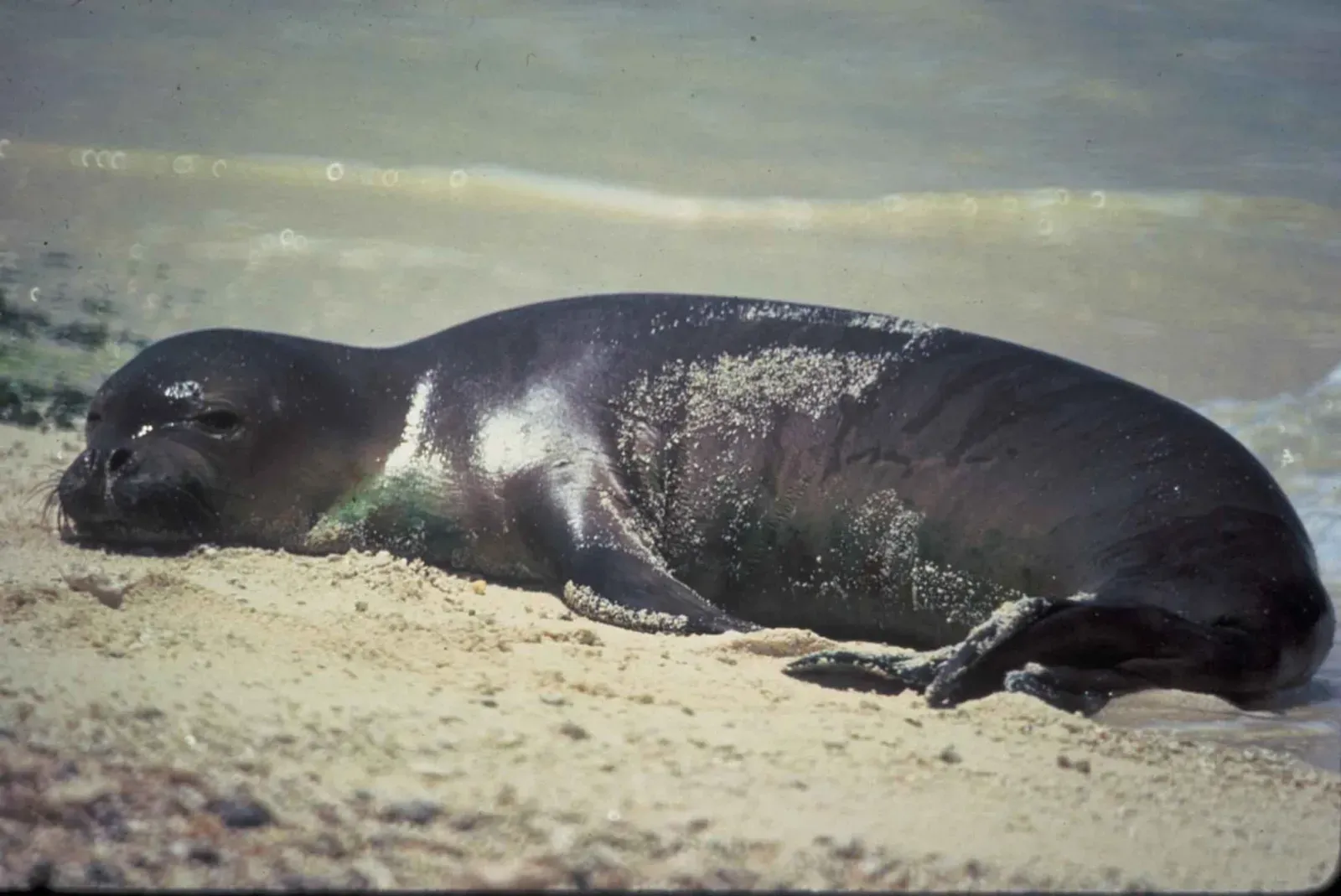 #7 - The Caribbean Monk Seal That Vanished Without Anyone Noticing (By Leupold James, U.S. Fish and Wildlife Service, Public domain)