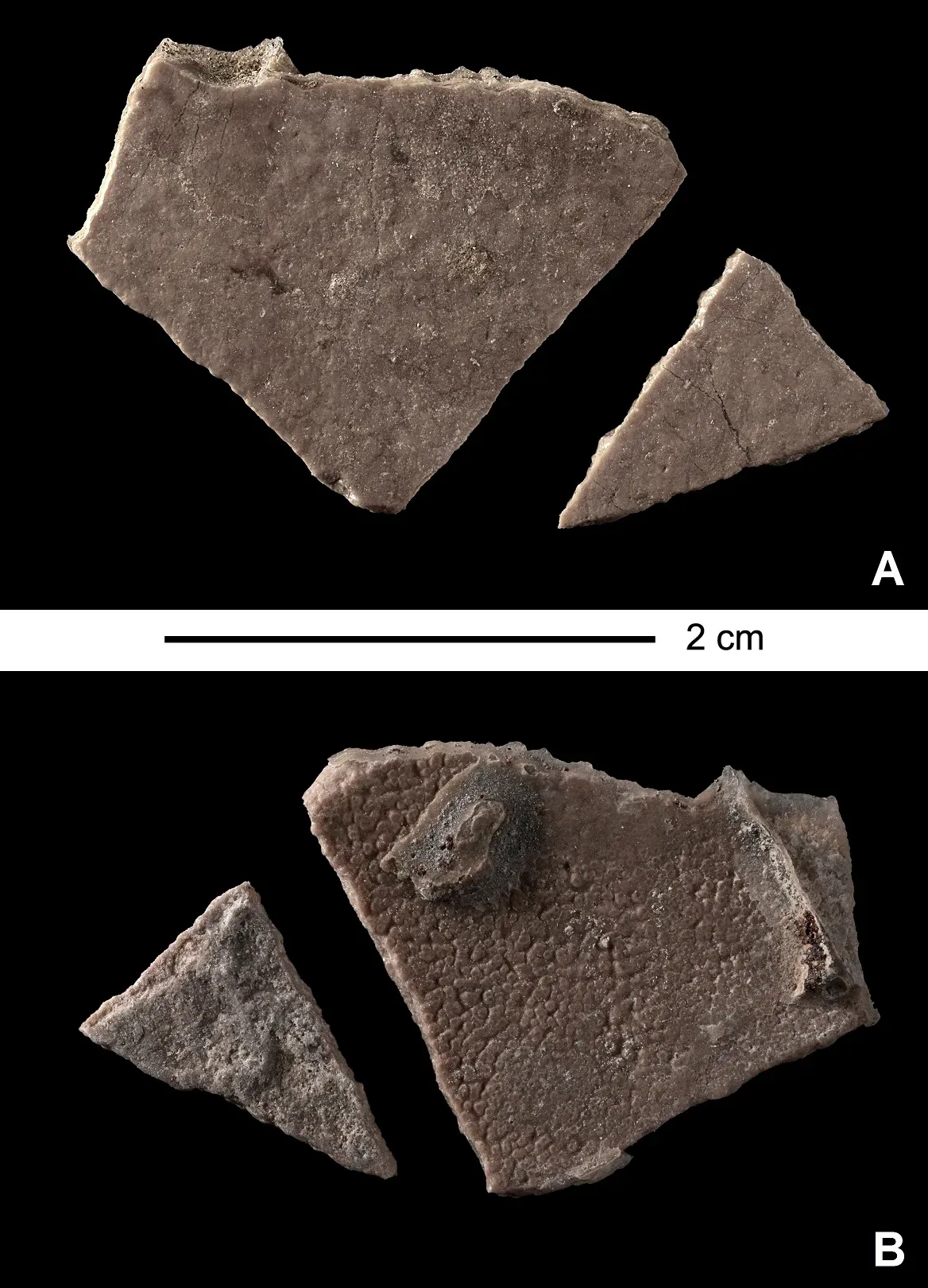8. Eggshell Science: How You Read Nesting From Fragments ((2015). "Perinatal specimens of Saurolophus angustirostris (Dinosauria: Hadrosauridae), from the Upper Cretaceous of Mongolia". PLOS ONE 10 (10): e0138806. DOI:10.1371/journal.pone.0138806. PMID 26466354. PMC: 4605499., CC BY 4.0)