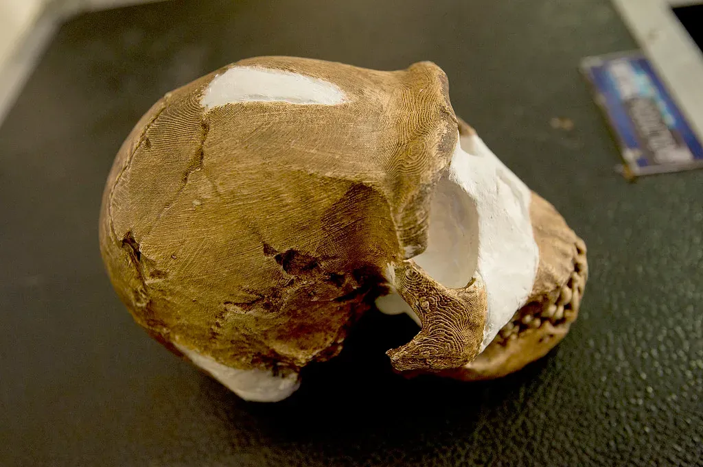 Homo Naledi Buried Their Dead With Small Brains (Image Credits: Flickr)