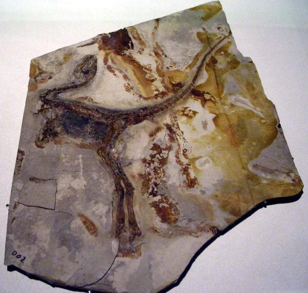 3. Sinosauropteryx: The Fluffy Little Predator That Proved Feathers Were Real (By Laikayiu, CC BY-SA 3.0)