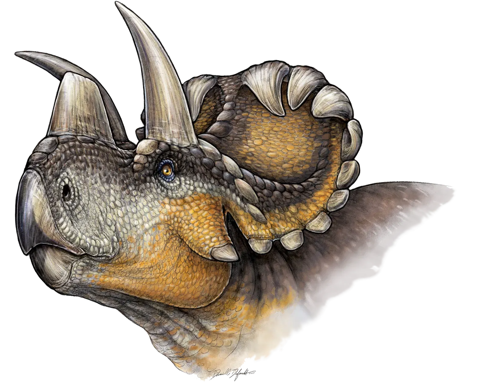 Wendiceratops: The Frill Master (Image Credits: Wikimedia)