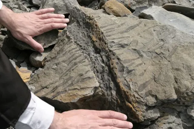Ghost Fossils: Why Early Animals Are So Hard to Find (Transferred from en.wikipedia to Commons by Jalo using CommonsHelper., CC BY 3.0)
