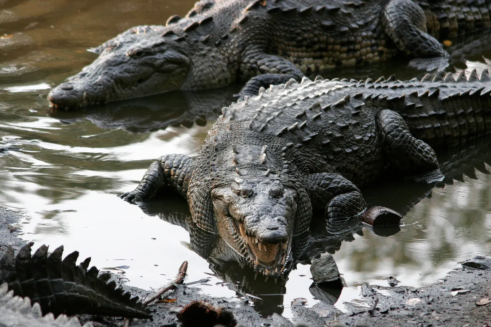 The Crocodile: Patient Predator with a Pharmaceutical-Grade Body (Image Credits: Wikimedia)