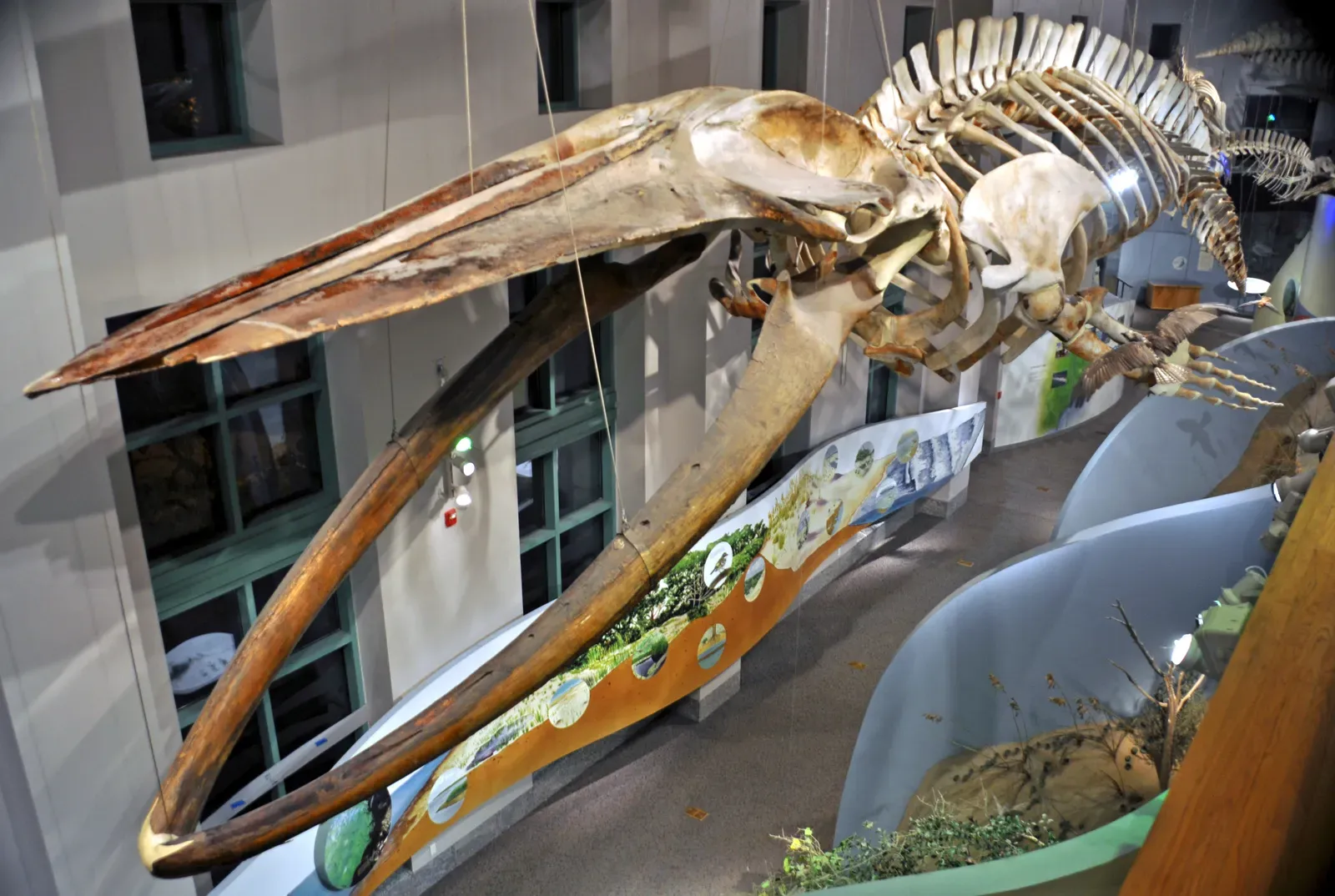 Why this land‑to‑sea journey should change how we see evolution (Balaenoptera musculus (blue whale) 2, CC BY 2.0)