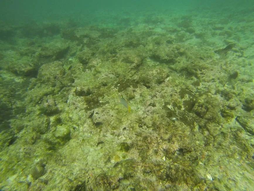 The Asgard Archaea: Your Ancient, Deep-Sea Relatives (Image Credits: Pexels)