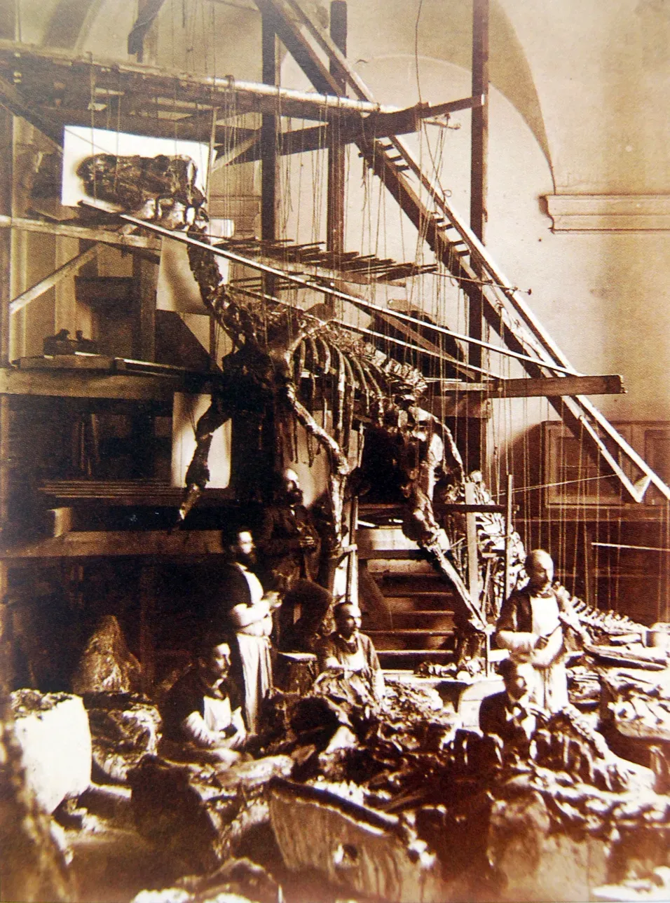 Royal Belgian Institute of Natural Sciences, Brussels, Belgium (By Aimé Rutot (museum curator in 1882, geologist), Public domain)