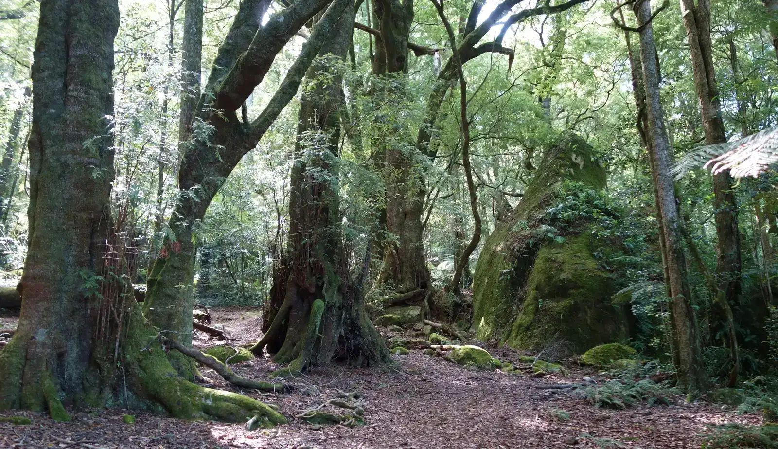 Old Growth Forests Store More Carbon Than Tropical Rainforests (Image Credits: Wikimedia)