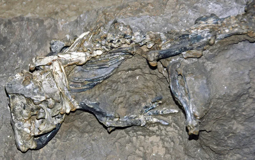 Meet the Ancient Burrow Builder: The Beaver-Like Palaeocastor (James St. John, Flickr, CC BY 2.0)