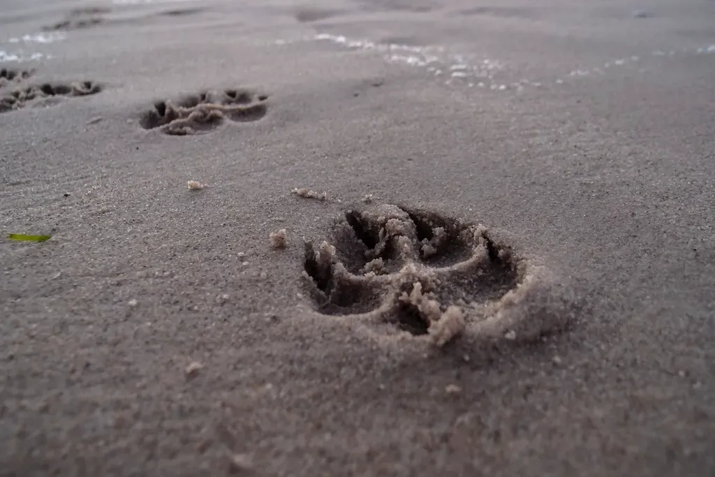 3. Tracking as an Early Form of Hypothesis and Testing (Image Credits: Rawpixel)