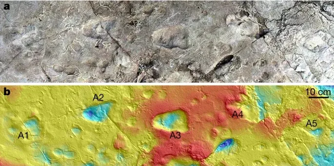 The Laetoli Footprints: Humanity's Ancient Steps (Image Credits: Wikimedia)