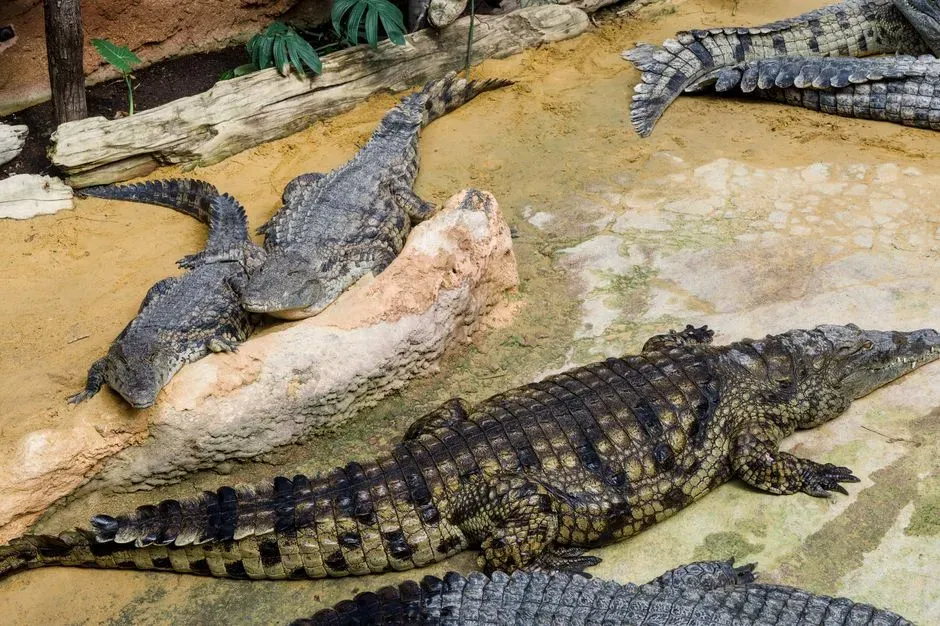 #10 - Crocodiles and Alligators: Older Than You Think, But Not for the Reason You Think (Image Credits: Pexels)