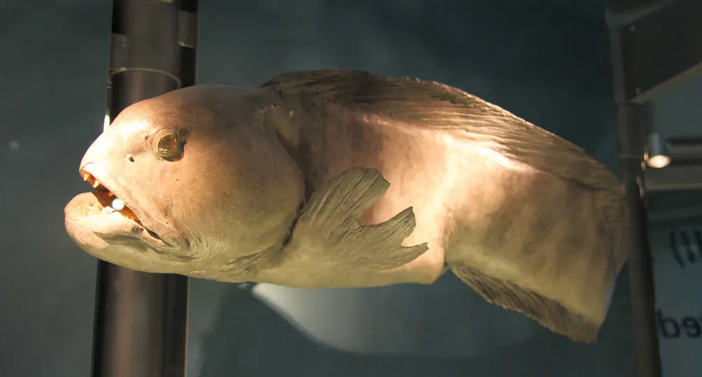 9. Deep-Sea Fishes With Antifreeze in Their Blood (Tim Evanson, Flickr, CC BY-SA 2.0)