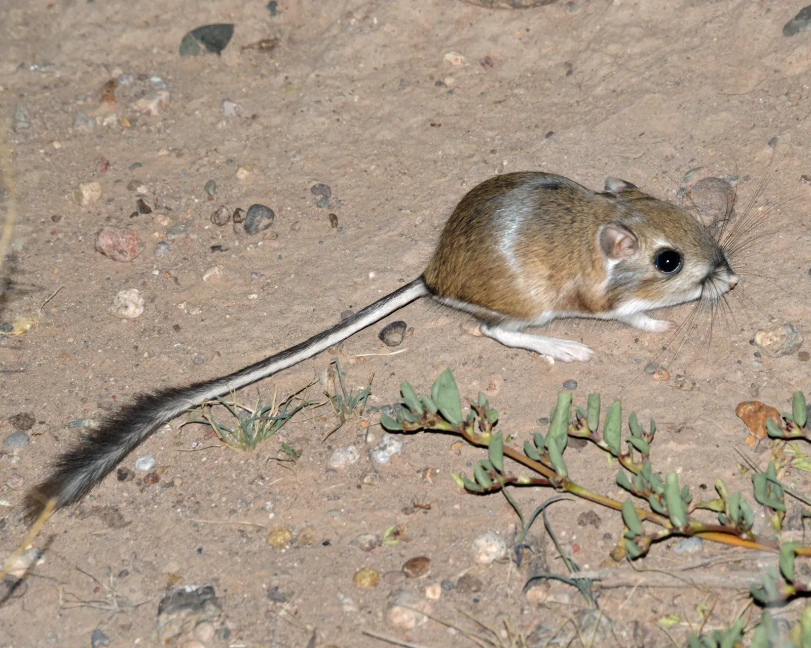 5. The Kangaroo Rat's Water-Free Desert Survival (Image Credits: Wikimedia)