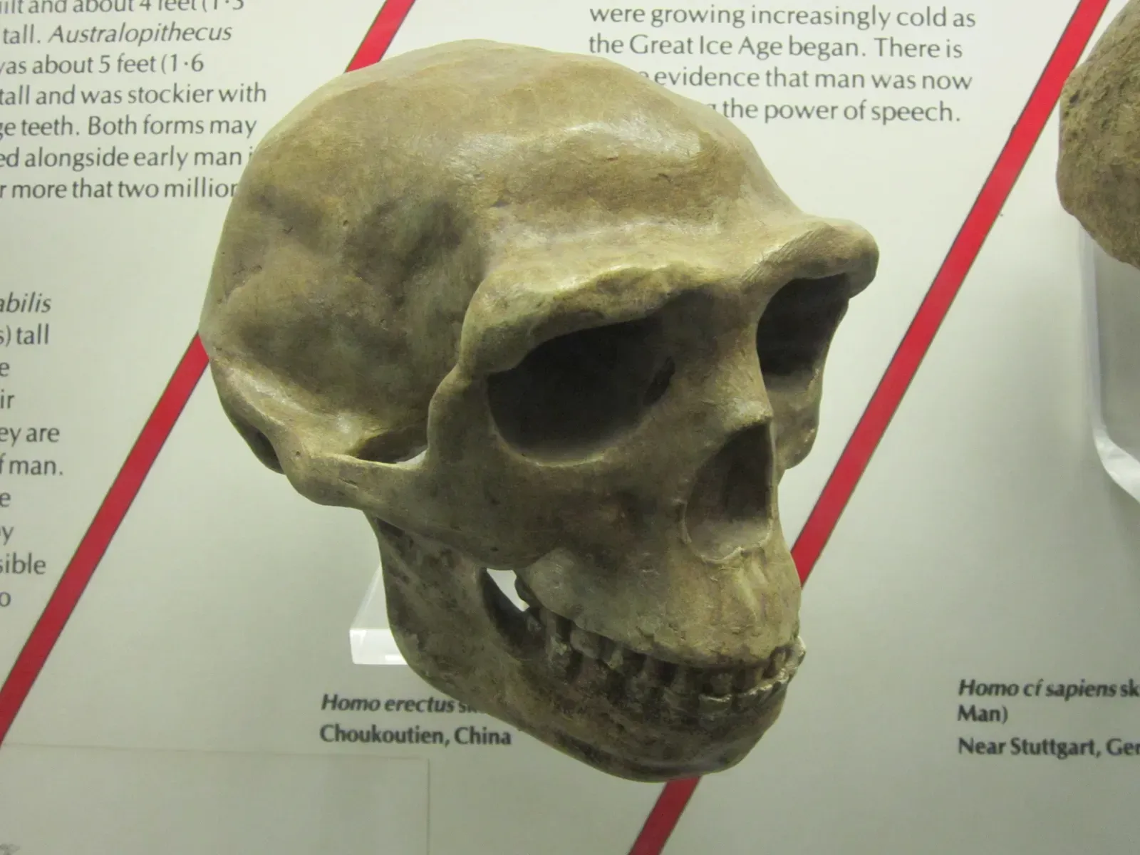 #14 - The Cartoon "Caveman Brow Ridge" (By Rept0n1x, CC BY-SA 3.0)