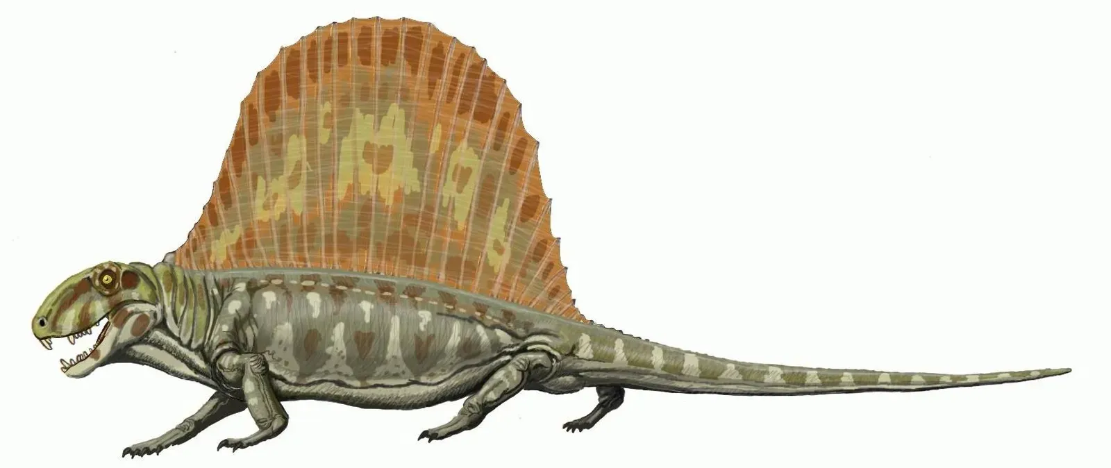 Dimetrodon: The Sail-Backed Ancient Predator (Image Credits: Wikimedia)