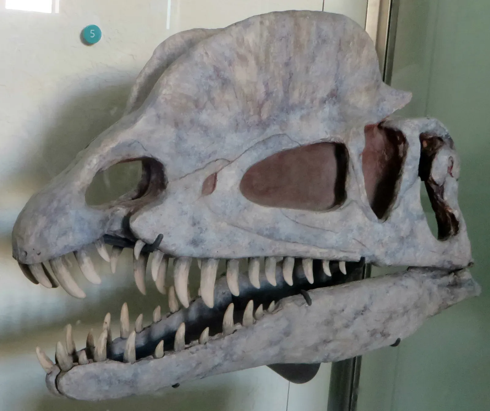 #5 - Its Jaw Had a Weird Gap Scientists Argued About for Decades (By Eden, Janine and Jim, CC BY 2.0)
