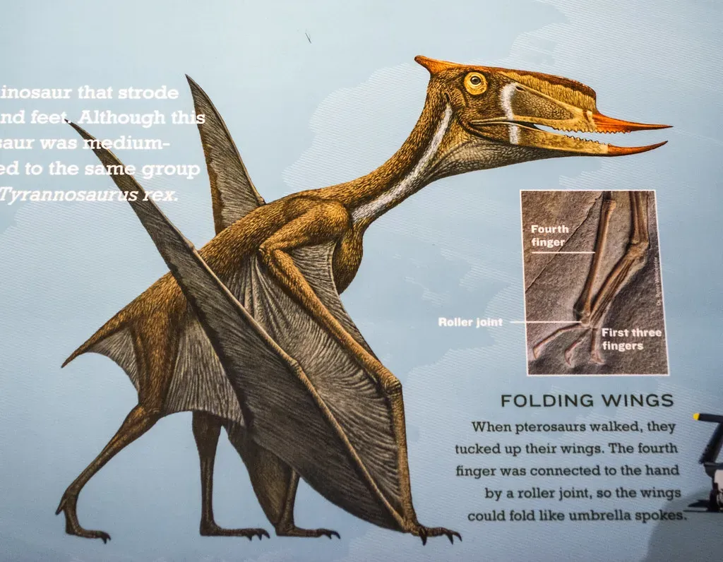 6. Dsungaripterus – The Shell-Crushing Specialist of Ancient Shorelines (Tim Evanson, Flickr, CC BY-SA 2.0)
