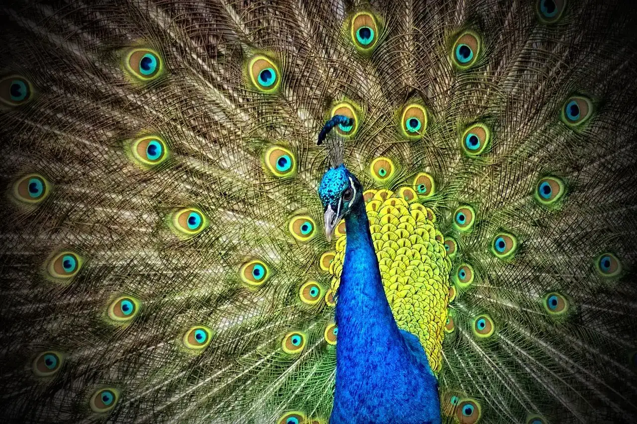 Leo: The Peacock (Image Credits: Pixabay)