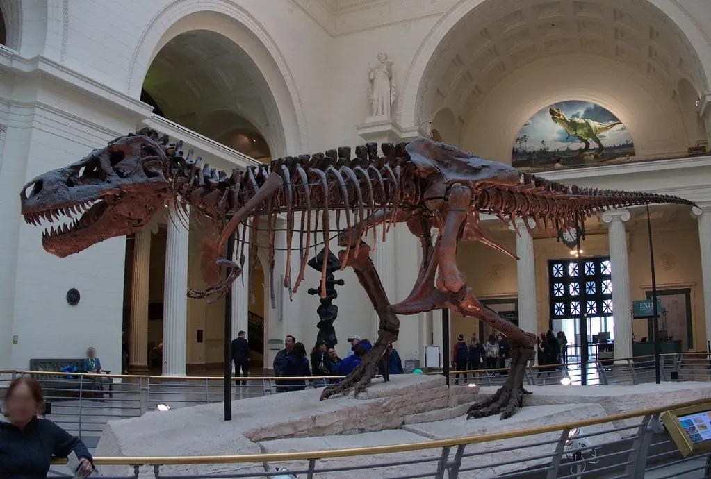 Sue the T. Rex: The Most Complete Tyrannosaurus Ever Found (Image Credits: Flickr)