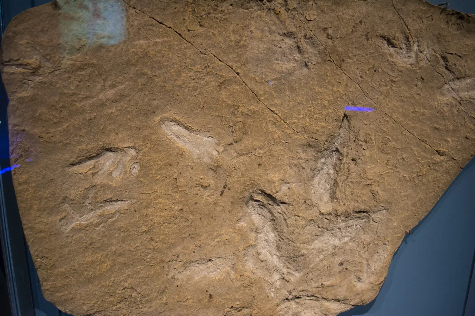 6. Early Pterosaur Footprints Proved They Were Agile Ground Walkers (Image Credits: Wikimedia)