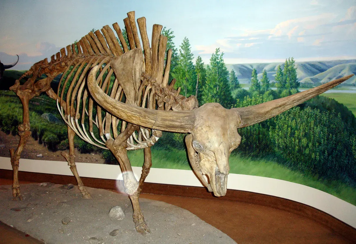 #6 - The 2,000-Pound Bison With Seven-Foot Horns (Giant BisonUploaded by FunkMonk, CC BY-SA 2.0)