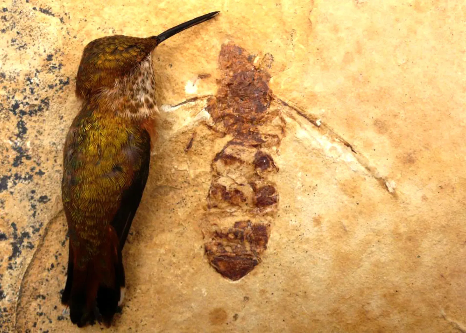 #10 - Denver's Hummingbird-Sized Giant Ant (Ant compared to the size of a hummingbirdUploaded by FunkMonk, CC BY 2.0)