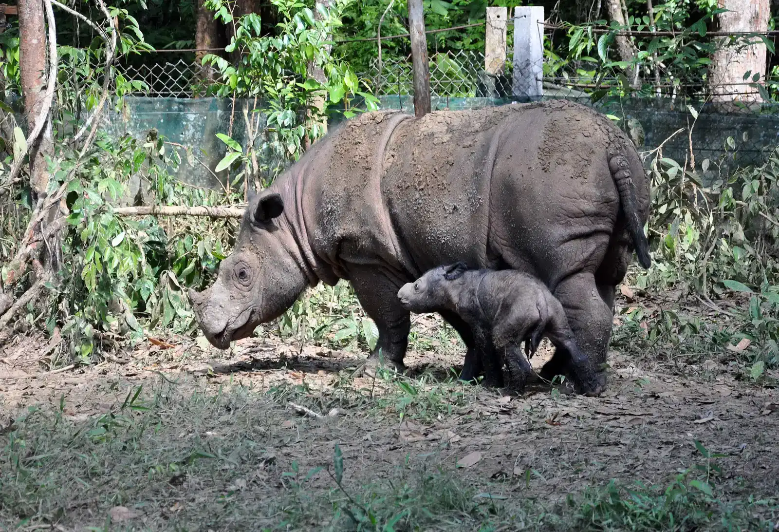 #8 - Its Closest Living Relative Isn't the White Rhino (Ratu and BabyUploaded by FunkMonk, CC BY 2.0)