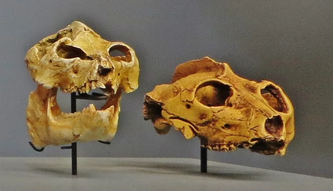 Larger Brains and Advanced Cognition: The Delayed but Decisive Upgrade (By Ghedoghedo, CC BY-SA 3.0)