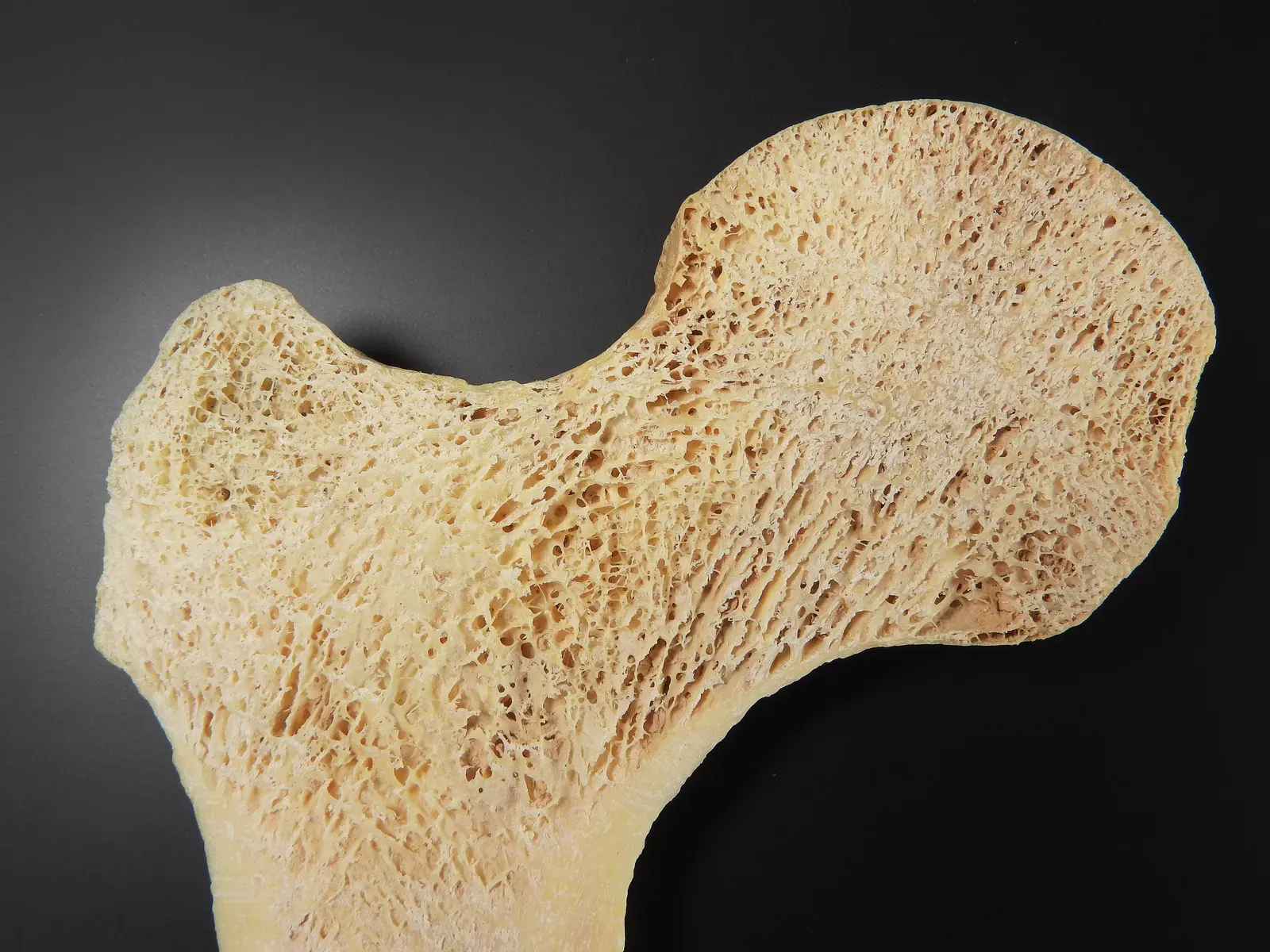 More Evidence Than Just One Bump (Image Credits: Wikimedia)