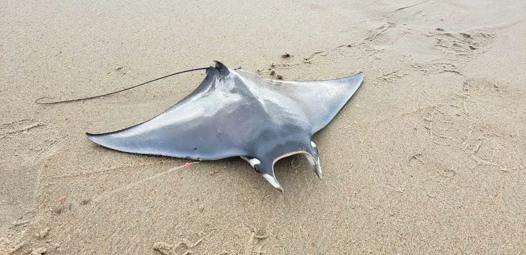 #10 - The Brazilian Ray Confirmed Through Pure Genetics (Image Credits: Flickr)