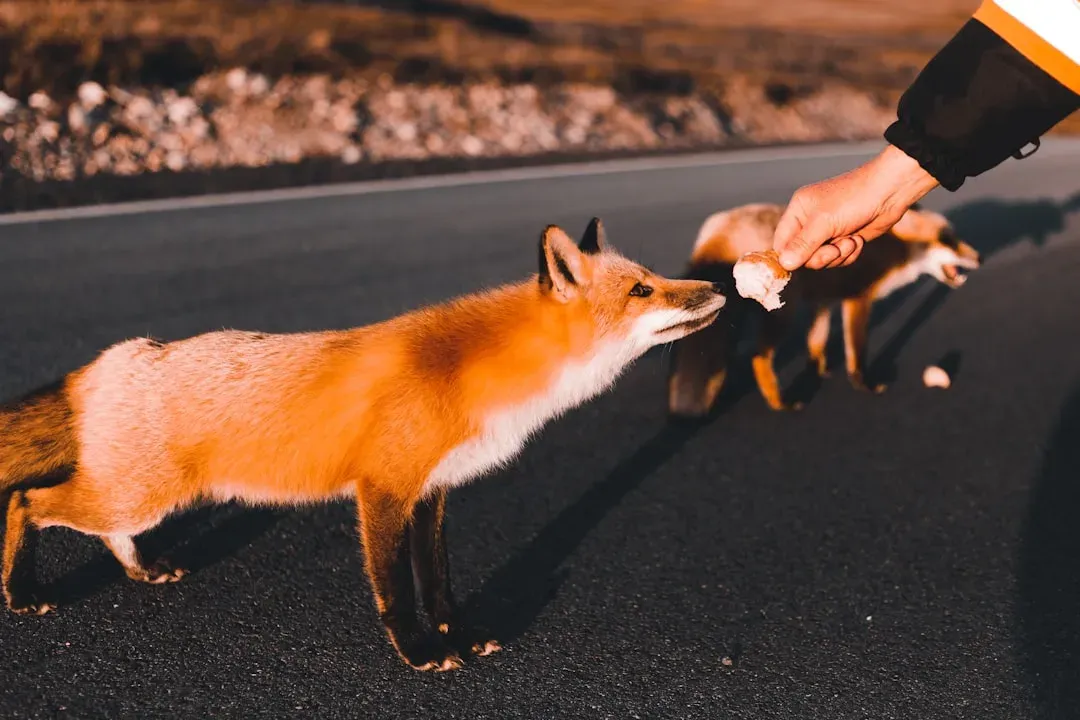 Foxes and the Art of Clever Navigation (Image Credits: Unsplash)