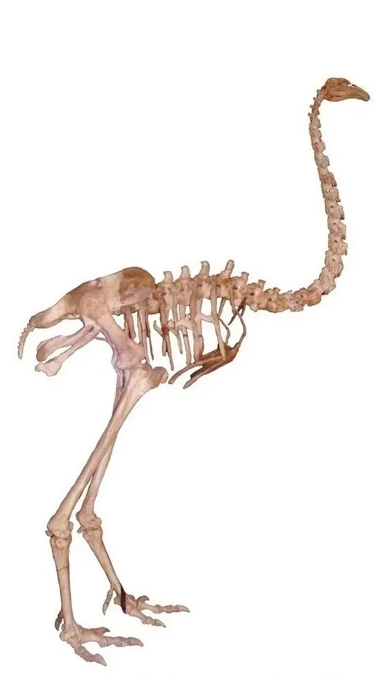 #2 - New Zealand's Giant Moa Vanished Within Living Cultural Memory (By Drow male, CC BY-SA 4.0)