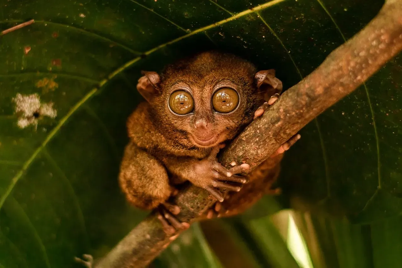 The Night Thinker: Do You Share a Mindset With Early Mammals in a World of Giants? (Image Credits: Pixabay)